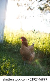 Heritage Chickens On A Small Farm In Ontario, Canada.