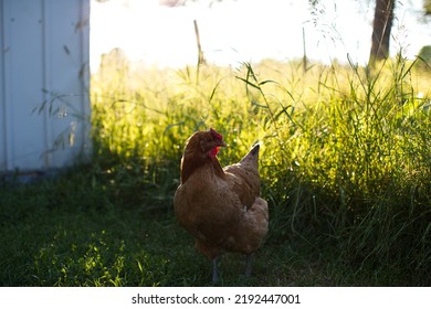 Heritage Chickens On A Small Farm In Ontario, Canada.