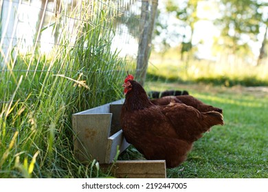 Heritage Chickens On A Small Farm In Ontario, Canada.