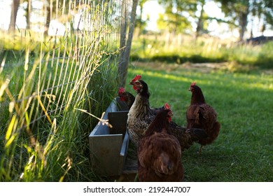 Heritage Chickens On A Small Farm In Ontario, Canada.