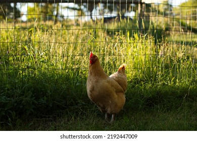 Heritage Chickens On A Small Farm In Ontario, Canada.