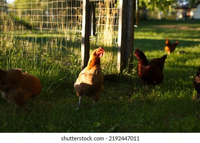 Heritage Chickens On A Small Farm In Ontario, Canada.