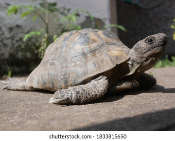 325 Herman tortoise Images, Stock Photos & Vectors | Shutterstock