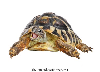 Herman tortoise with happy enthusiastic expression