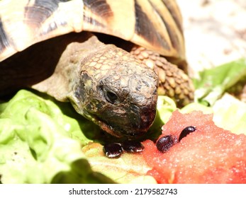 Hermann' s tortoise eating watermelon in tortoise enclosure