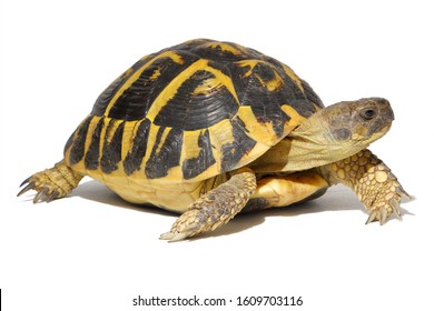 Hermann tortoise in close-up isolated on a white background - Shutterstock ID 1609703116