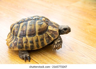 Hermann Tortoise - Real Life Cute Loved Tortoise Pet.