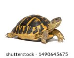Hermann tortoise turtle d