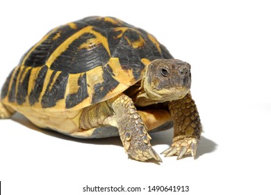 Hermann tortoise turtle d'hermann testudo hermanni isolated white background studio lighting front view - Shutterstock ID 1490641913