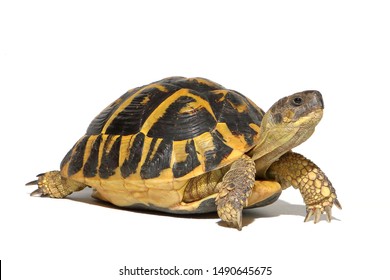 Hermann tortuga de tortuga d'hermann testudo hermanni estudio aislado de fondo blanco alumbrado perfil vista lateral todo completo