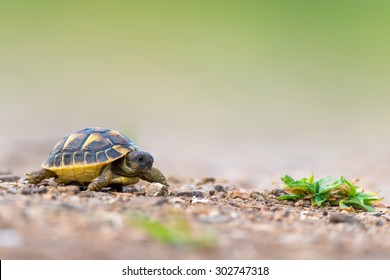 Hermann's tortoise - Shutterstock ID 302747318