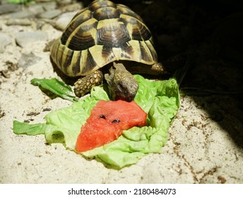 Hermanns tortoise eating watermelon in tortoise enclosure