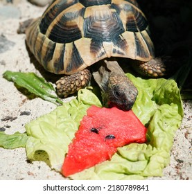 Hermanns tortoise eating watermelon in tortoise enclosure during summer.