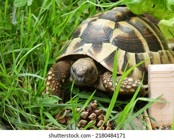Hermanns tortoise in tortoise enclosure during summer. 