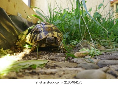 Hermanns tortoise in tortoise enclosure during summer. 