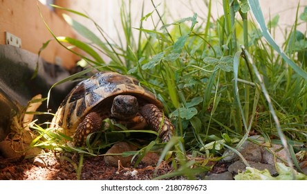 Hermanns tortoise in tortoise enclosure during summer. - Shutterstock ID 2180789673