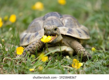 Hermann's Tortoise in a garden eating a buttercup - Shutterstock ID 1925848367