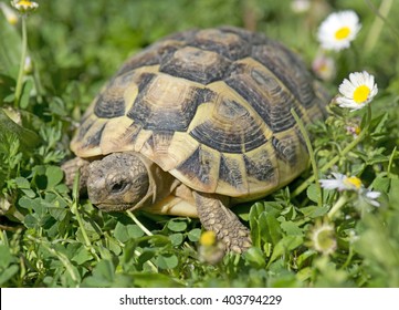 Hermann's tortoise in grass in a day of spring - Shutterstock ID 403794229
