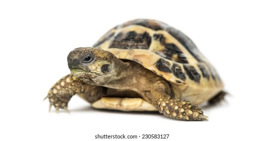 Hermann's tortoise, isolated on white - Shutterstock ID 230583127