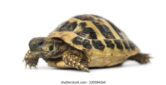 1,198 Hermann tortoise Images, Stock Photos & Vectors | Shutterstock