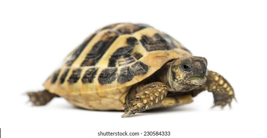 Hermann's tortoise, isolated on white - Shutterstock ID 230584333