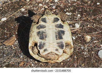 104 Western hermann tortoise Images, Stock Photos & Vectors | Shutterstock