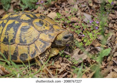 Hermann's tortoise, Testudo hermani in southwestern Serbia - Shutterstock ID 2088767227