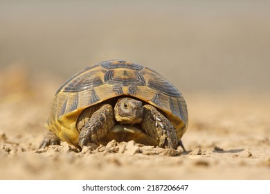 The Hermann's tortoise (Testudo hermanni) - Shutterstock ID 2187206647