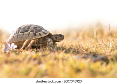Hermann's tortoise (Testudo hermanni), with beautiful green coloured background. Colorful tortoise on the ground near the sea. Wildlife scene from nature, Croatia - Shutterstock ID 2007348923
