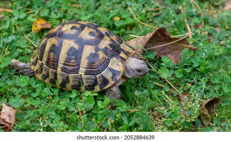 Hermann's tortoise (Testudo hermanni) on green grass in autumn. Close up. Detail. - Shutterstock ID 2052884639