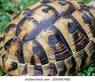 Hermann's tortoise (Testudo hermanni) on green grass in autumn. Close up. Detail. - Shutterstock ID 2053457483