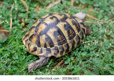 Hermann's tortoise (Testudo hermanni) on green grass in autumn. Close up. Detail. - Shutterstock ID 2053861811