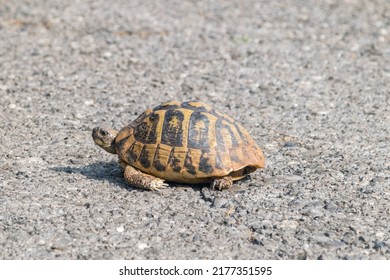 647 Hermann's tortoise Images, Stock Photos & Vectors | Shutterstock