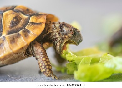 Hermann's tortoise - Testudo hermanni. Turtle is feeding. - Shutterstock ID 1360804151