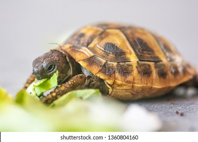 Hermann's tortoise - Testudo hermanni. Turtle is feeding. - Shutterstock ID 1360804160