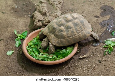 mediterranean tortoise