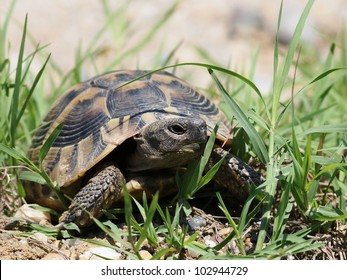 325 Herman tortoise Images, Stock Photos & Vectors | Shutterstock