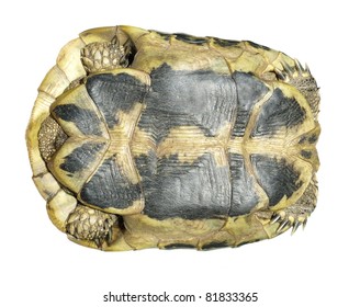 325 Herman tortoise Images, Stock Photos & Vectors | Shutterstock