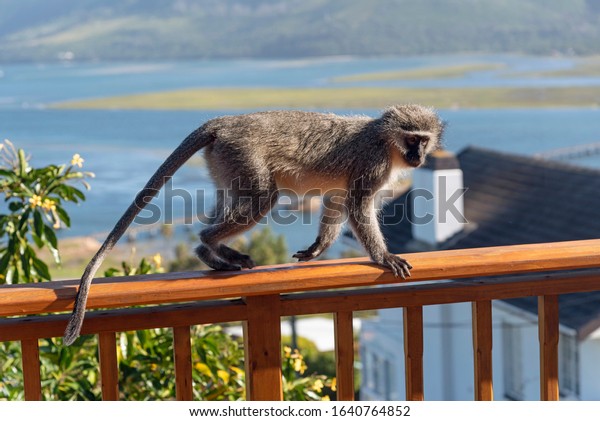 Hermanus, Western Cape, South Africa. Dec 2019. A\
Vervet monkey climbing onto the balcony of a private home in\
Hermanus, South\
Africa.