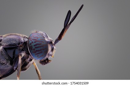 Hermetia illucens, the black soldier fly, is a common and widespread fly of the family Stratiomyidae.