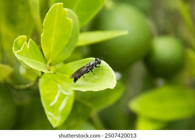 Hermetia illucens or black soldier fly perched on a leaf - Powered by Shutterstock