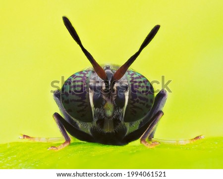 Hermetia illucens - Black soldier fly family of Stratiomyidae.