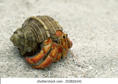 Hermit Crab