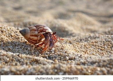 Hermit Crab