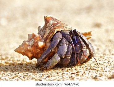 Hermit Crab