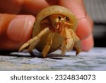 Hermit Crab, Animal closeup, Hermit crab (Coenobita Brevimanus) crawling on a platform, Bandung - Indonesia