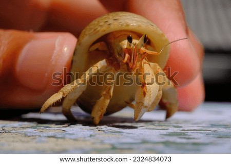 Hermit Crab, Animal closeup, Hermit crab (Coenobita Brevimanus) crawling on a platform, Bandung - Indonesia