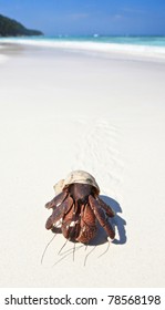 Hermit Crab In The Beach