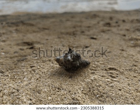hermit crab with a beautiful shell on the beach sand