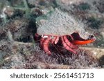 Hermit Crab at Blue Heron Bridge, Phil Foster Park, Riviera Beach, Florida	